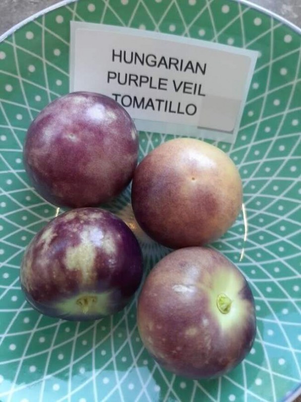 Lila fátyol tomatillo - Különleges padlizsánok az Egzotikus Növények Stúdiója kínálatából